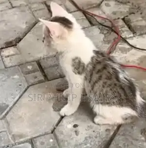 1-3 months Male Mixed Breed American Shorthair