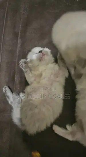 1-3 months Male Purebred Persian