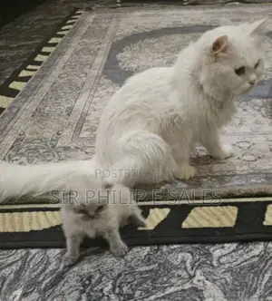 1-3 months Female Purebred Persian