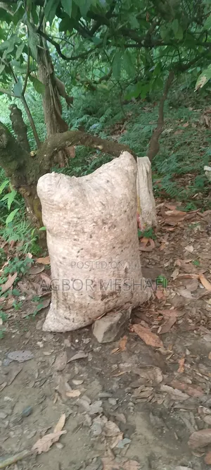 Cocoa Farming