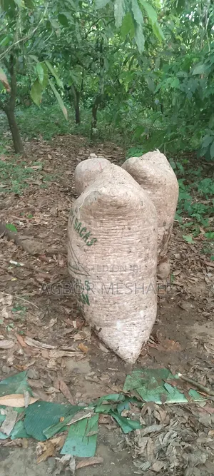 Cocoa Farming