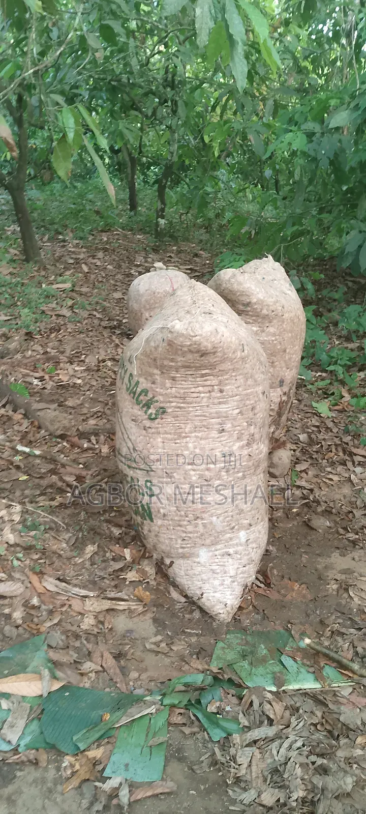 Cocoa Farming