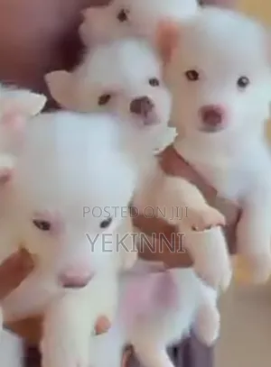 1-3 months Female Purebred American Eskimo
