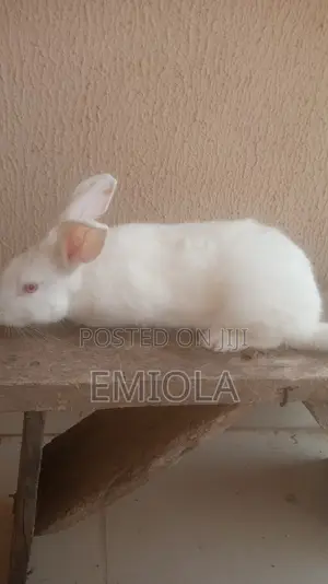 Grower Rabbit