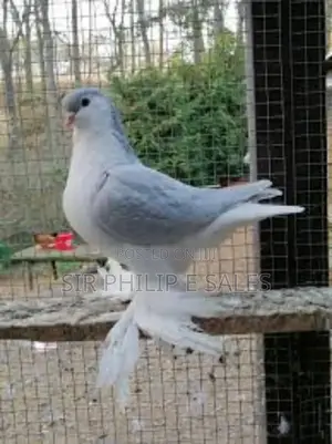 Silver Lahore Pigeon