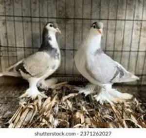 Silver Lahore Pigeon