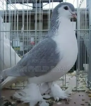 Silver Lahore Pigeon