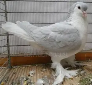 Silver Lahore Pigeon