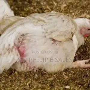Broilers Chicken