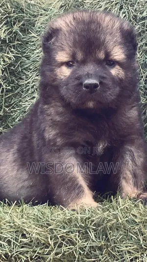 1-3 months Male Purebred Caucasian Shepherd