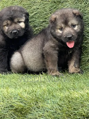 1-3 months Female Purebred Caucasian Shepherd