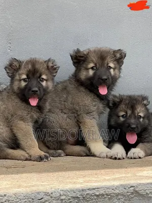 1-3 months Male Purebred Caucasian Shepherd