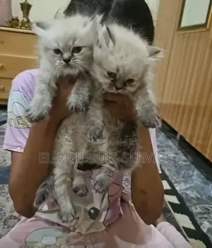 1-3 months Male Purebred Himalayan