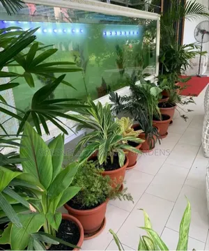 Pot Plants