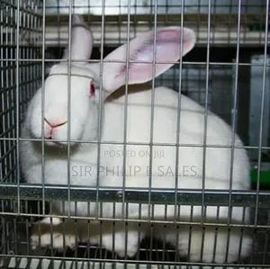 Pure California White Rabbit