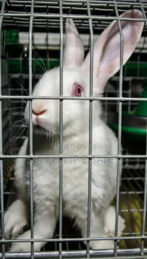Pure California White Rabbit