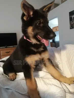 3-6 months Male Purebred German Shepherd