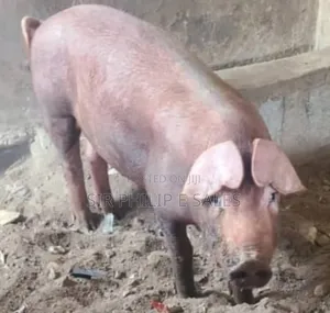 Pure Bread Pigs. (Duroc, Landrace Large White)