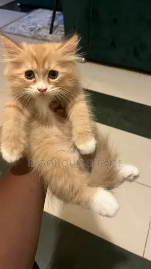 1-3 months Female Purebred Persian