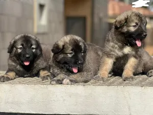 1-3 months Female Purebred Caucasian Shepherd