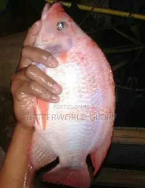 Rare Pure-Bred Sweet Red Tilapia