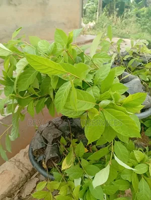 Afara Seedlings Available for Forest Establishment