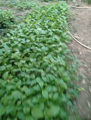 Teak Seedlings for Forestry Establishments