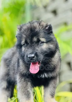 1-3 months Female Purebred Caucasian Shepherd