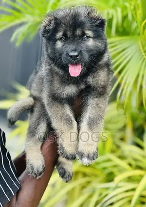 1-3 months Male Purebred Caucasian Shepherd