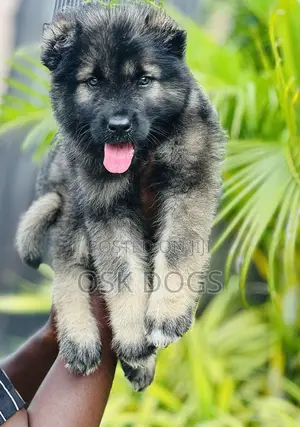 1-3 months Female Purebred Caucasian Shepherd