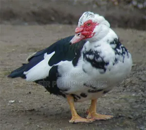 Muscovy Duck Fowl