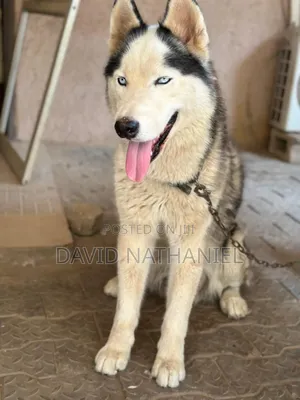 1+ year Male Purebred Siberian Husky