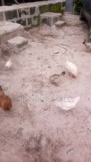 Fully Grown Cock