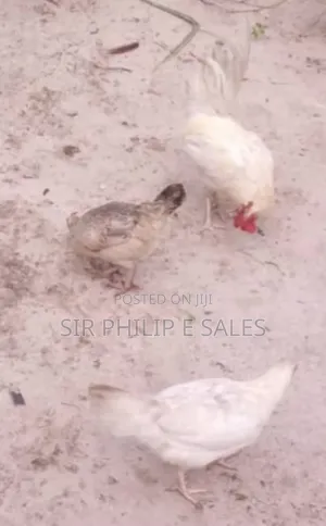 Fully Grown Cock
