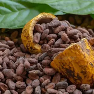 Cocoa Beans
