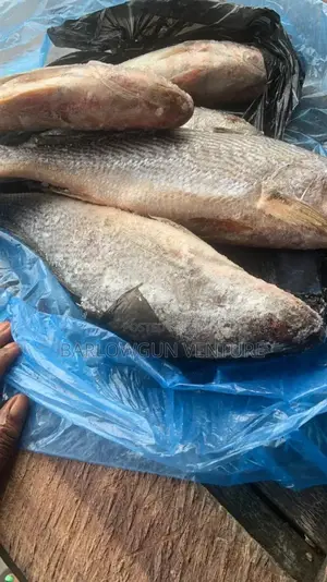 Croaker Fish