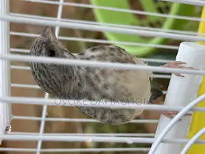 Singing White Canary