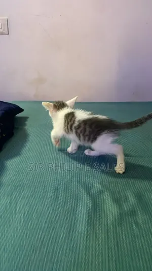 1-3 months Male Purebred Tabby