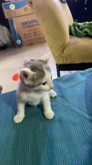 1-3 months Male Purebred Tabby