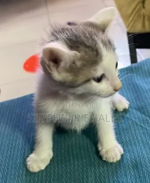 1-3 months Female Purebred Tabby