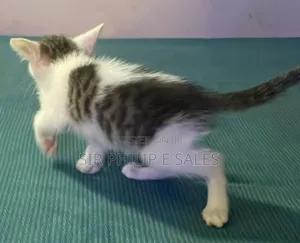 3-6 months Female Purebred Tabby