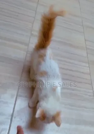 3-6 months Female Purebred Turkish Angora