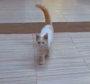 3-6 months Female Purebred Turkish Angora