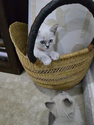 1-3 months Female Purebred British Shorthair