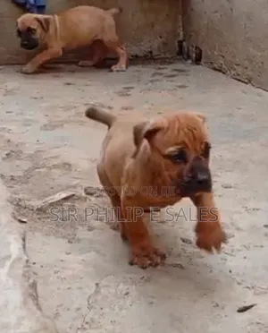 1-3 months Female Purebred Boerboel
