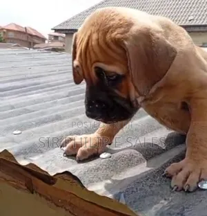 1-3 months Female Purebred Boerboel