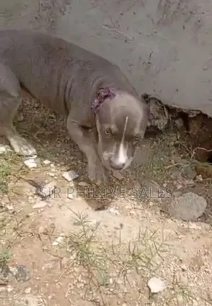 3-6 months Male Purebred American Bully