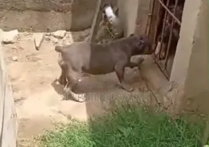 3-6 months Female Purebred American Bully