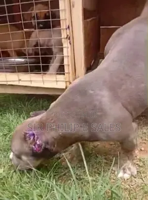 3-6 months Female Purebred American Bully