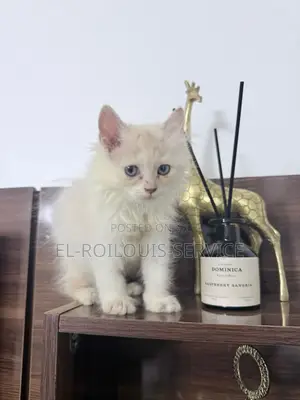 1-3 months Male Purebred Persian